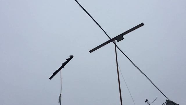 #Pigeons.Полёт армянских бойных голубей.