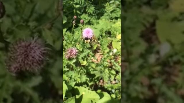 Bee Pollinating смотреть онлайн
