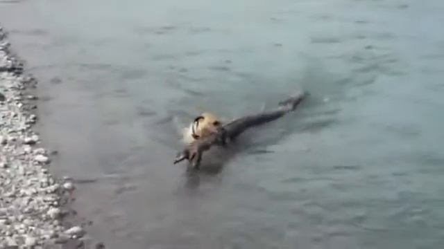 интересное с животными смотреть онлайн