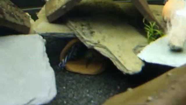 L46 pleco (Hypancistrus Zebra) смотреть онлайн