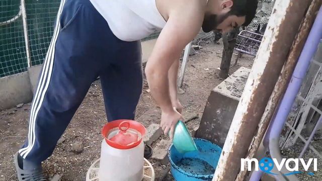 Голошейка//овоскопирование//вылуп и итоги/ смотреть онлайн
