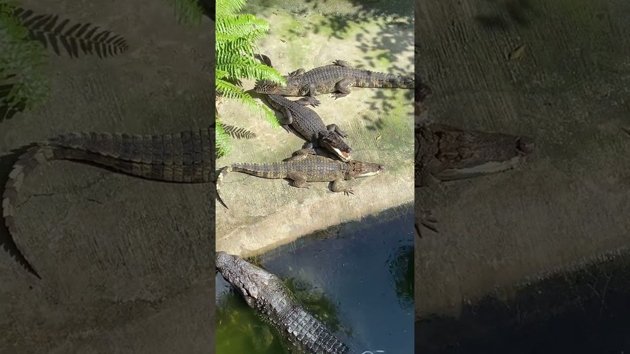 Крокодиловая ферма / часть 2 #ешсереж #тайланд #ешсережвтае #ежсереж смотреть онлайн