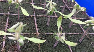 Листья томата закручиваются вниз.