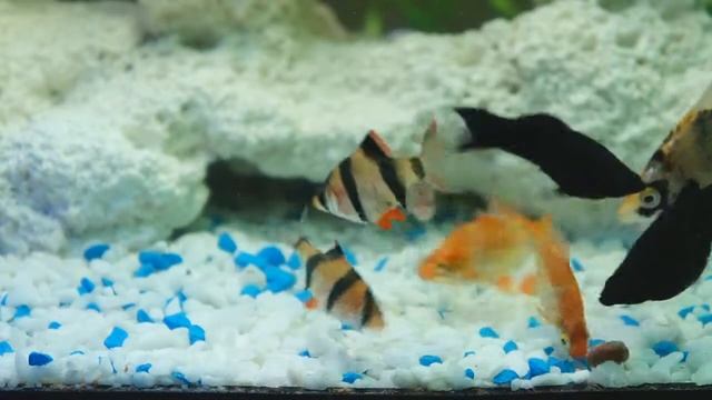 Рыбки кушают смотреть онлайн