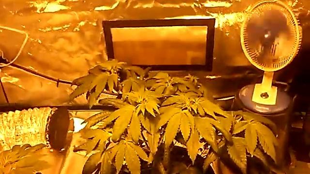 600w hps grow . day 39 end of week 2 veg смотреть онлайн