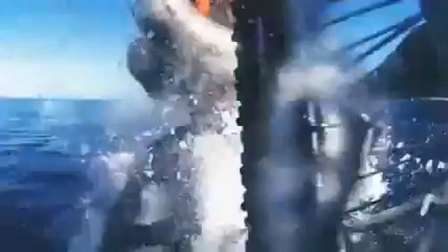 Мотцык на воде