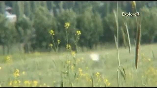 NOOKAT Ноокат Новкат смотреть онлайн