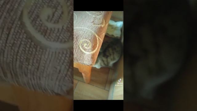 Перше Знайомство Сажа Мілаша і Рижика біле сердечко