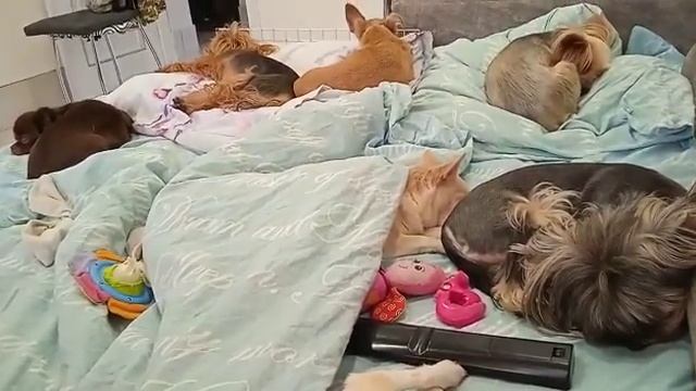 Питомник "Викс Хаус " г.Омск смотреть онлайн