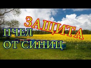 Защита пчел от синиц. Protection of bees from tits