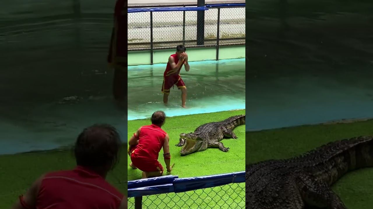Шоу крокодилов на Пхукете #ежсереж #ежсереж #ешсережвтае #пхукет #тайланд смотреть онлайн