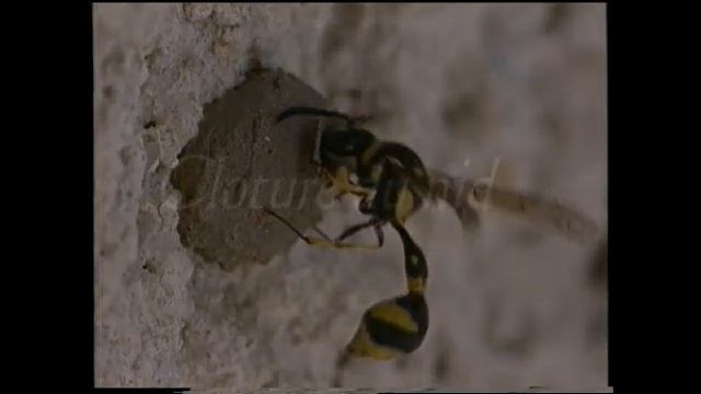 Guepe potiere: Eumenes pomiformis смотреть онлайн