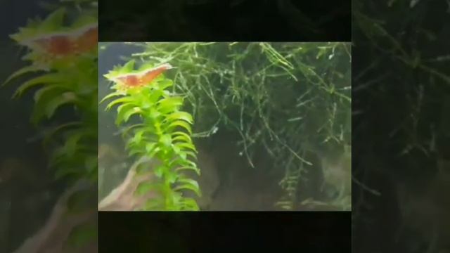 Креветки вишня смотреть онлайн