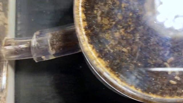 Pheidole Rhea colony 2023 смотреть онлайн
