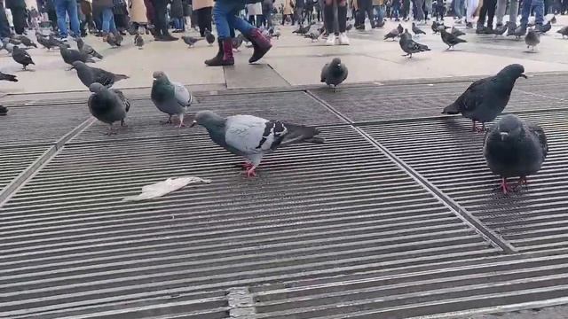 Feeding Pigeons in Milano 🕊️ смотреть онлайн