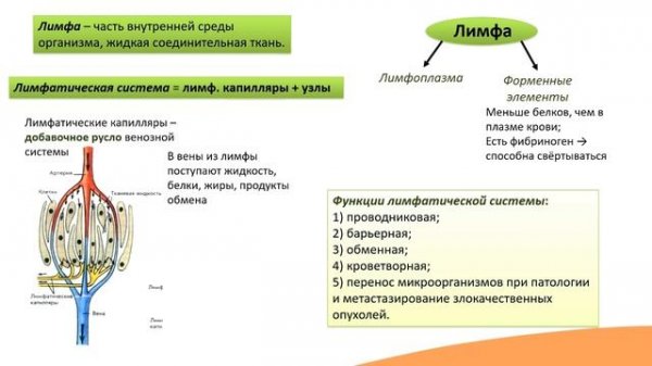 7.6. Лимфатическая система