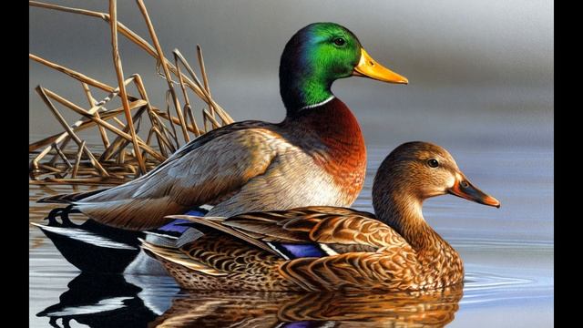 ГОЛОС КРЯКВЫ МАНОК НА УТКУ