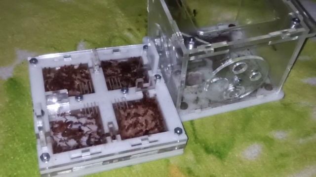 2часть о Camponotus Pseudoirritans