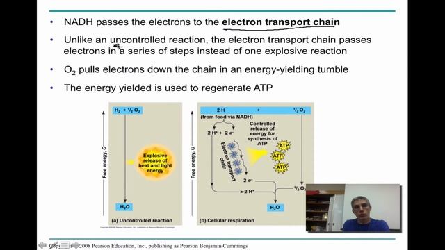 Chapter 9 Part 1 : Cellular Respiration - Glycolysis смотреть онлайн