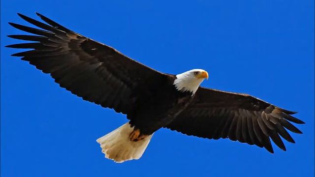 Ой орьол, ти орьол, ти товаришу мой смотреть онлайн