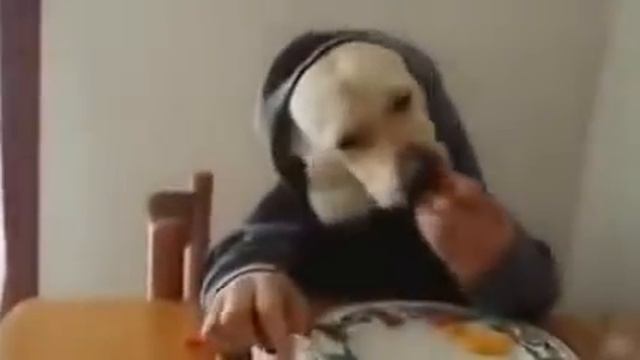 Funny Prikol - Собака очень культурно ест #1 смотреть онлайн