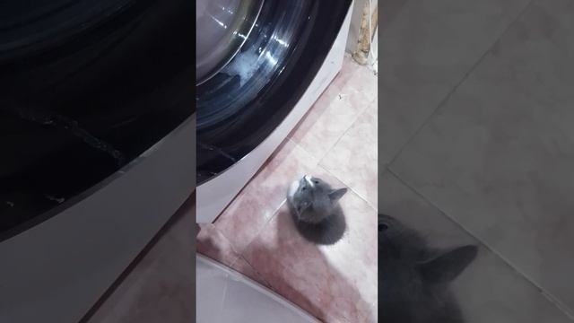 Марта контролирует стирку)cat #котенок смотреть онлайн