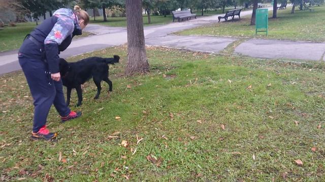 Барса, заяц волку