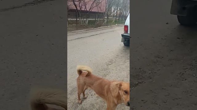 Голодная собака выхватывала еду.