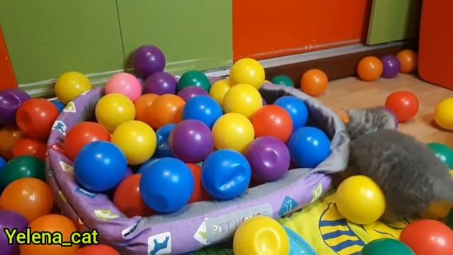Мимишные котята и много разноцветных шариков ! Cute kittens and colorful balls ! смотреть онлайн