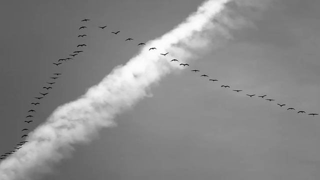 Осенняя миграция птиц