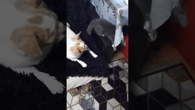 Гучи и Марта,)#cat #чихуахуа #dog #котята #чихуахуа смотреть онлайн