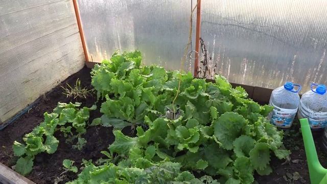 Занимались здоровьем 😉Петушки на продажу🐔 Гусиный жир🦢 Орхидея из Сибири🌼Кубань зимой🏡 смотреть онлайн