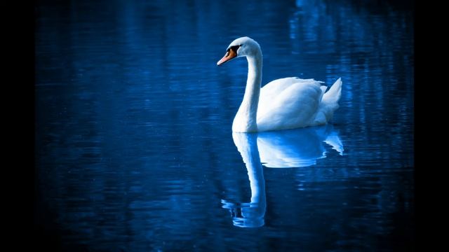 Reflection Pool - JR Tundra - ambient music смотреть онлайн