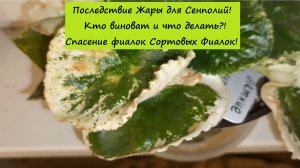 Последствие Жары для Сенполий! Кто виноват и что делать?! Спасение фиалок Сортовых Фиалок!