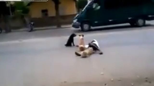 Поразительно-собаки охраняют пьяного в хлам мужика смотреть онлайн