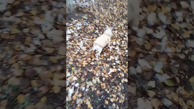 Зимняя прогулка с Гучей)#чихуахуа #dog смотреть онлайн