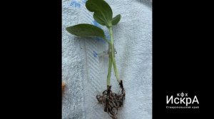 Учимся прививать арбузы. Испытываем новые подвои.