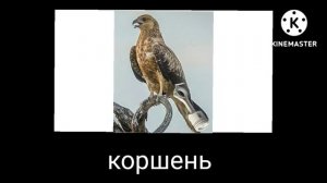 птицы + ШИЗА =