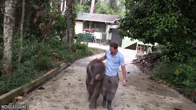 15 Rarest and Endangered Species On Earth смотреть онлайн