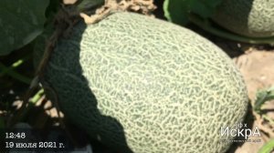 Дыня Флоренция