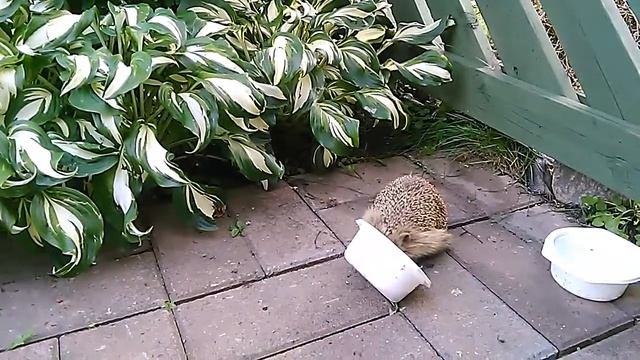 Ёжик на ужине смотреть онлайн