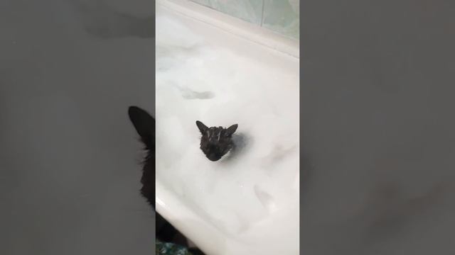 Все кошки боятся воды?только не наша Аришка. смотреть онлайн