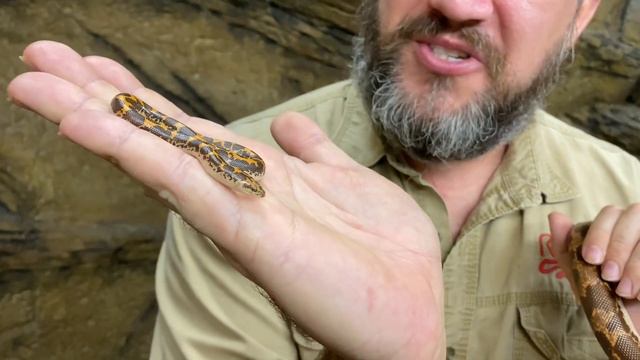 Creature Feature: All About Kenyan Sand Boas! смотреть онлайн