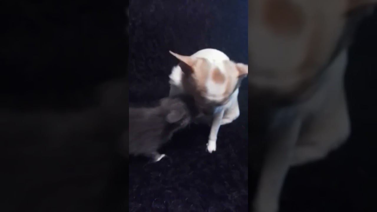 Марта и Гучи)#cat #dog #чихуахуа смотреть онлайн
