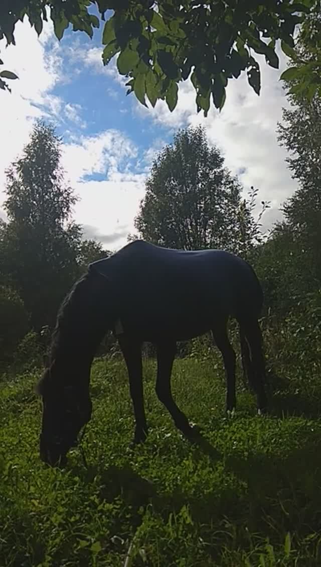 лето, тихий уголок 20210917_142537 смотреть онлайн