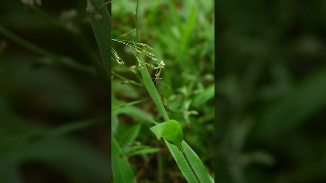 A small mantis is searching for prey on top of a grass inflorescence as it slowly walks up #mantis