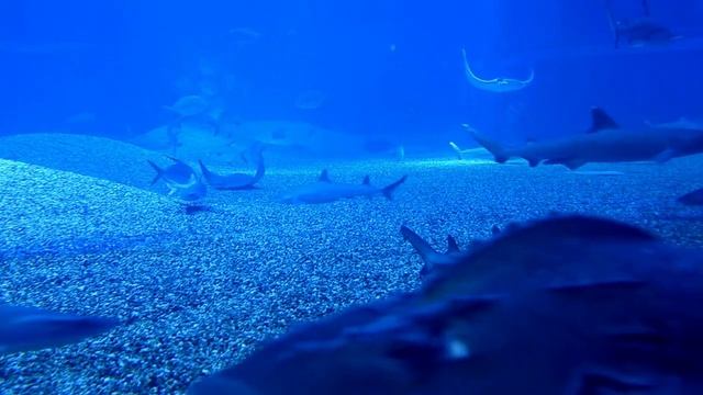 Diving into the World of Sharks: Exploring the Myths and Realities of These Fascinating Creatures смотреть онлайн
