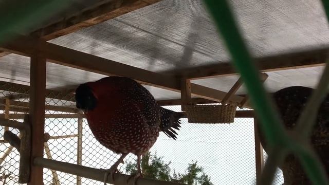ТРАГОПАН САТИР, TRAGOPAN SATYRA, РОГАТЫЕ ФАЗАНЫ, смотреть онлайн