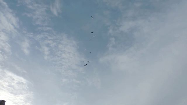 Голуби Геннадия Сошнёва смотреть онлайн