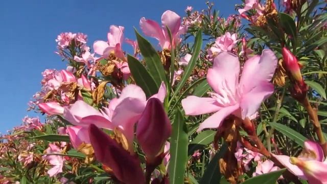 Гурзуф... Крым... 23.07.2024. смотреть онлайн